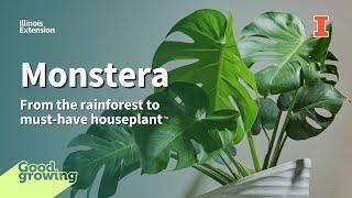 Monstera: From the rainforest to must-have houseplant | #GoodGrowing