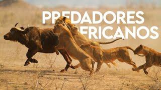 AFRICAN PREDATORS | THE LORDS OF SAVANNAH | DOCUMENTARY | WILD LIFE