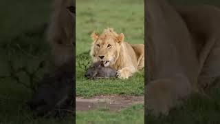 Lion  Simba Hunted A Baby Pig For Breakfast // Hunter Of Jungles #discovery #natgeowild #wildlife