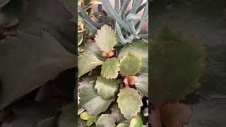 Kalanchoe Sexangularis at UncleNinGarden