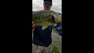 Come back for it #fishing #bass #youtubeshorts #youtube #fish