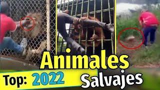 Ataques de Animales Salvajes  captados en cámara (2022) TOP