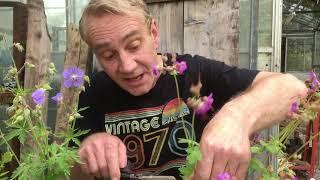 Dead heading cranesbill geraniums @stinkyditchnursery750 at the end of May ‘21