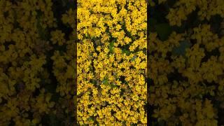 Lobularia maritima and alyssum montanum/Алиссум скальный- золотистый/#shorts