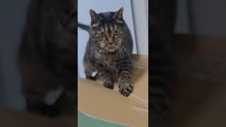 박스를 너부 격하게 좋아하는거 아니야?구미 깔릴뻔 했다나ㅠ #koreanshorthair #catoftheworld #cattiktok #턱시도고양이#고등어태비  #고양이웃긴영상