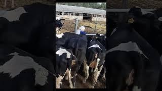 Оптовая продажа племенного КРС живым весом. Черно-Пестрая порода, Порода Холмогор, порода Голштин.