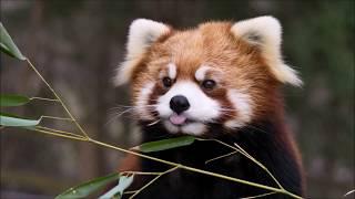 Red Panda Behavioral Enrichment