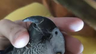 Как дать лекарство попугаю?