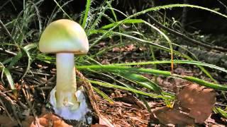 Andar per funghi in Valsassina e nel Parco della Grigna Settentrionale