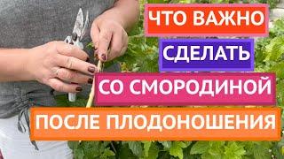 УХОД ЗА СМОРОДИНОЙ ПОСЛЕ ПЛОДОНОШЕНИЯ!