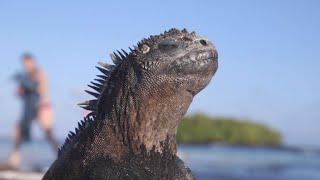 Galápagos: Touristen bedrohen Inselparadies