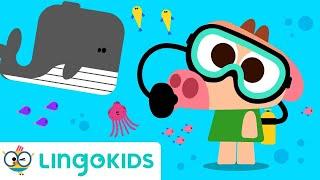 OCEAN SONGS FOR KIDS  Under the sea + More songs | Lingokids