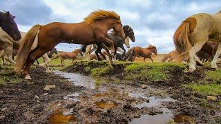 Beautiful Herd of Horses Running Free!