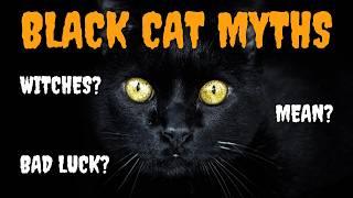 5 Black Cat Myths We Need to STOP Believing