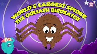 Largest Tarantula Spider in the World - The Goliath Birdeater | The Biggest Spider | Dr. Binocs Show