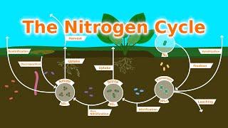 Understanding Our Soil: The Nitrogen Cycle, Fixers, and Fertilizer