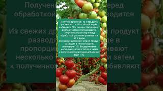 После Этой Подкормки Помидоры Растут, как на Дрожжах и Плодоносят до Самой Осени! #shorts