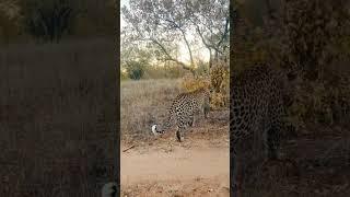 Leopard on a afternoon patrol