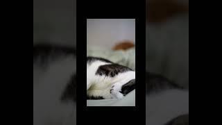 카메라로 찍는 고양이 브이로그