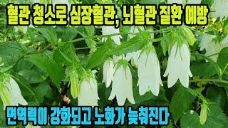 섬초롱꽃-나물맛이 뛰어난 약초! 피를 맑게하고, 혈관청소로 심장혈관 질환과 뇌혈관 질환을 예방하고, 당뇨를 개선하며, 면역력을 크게 높여준다