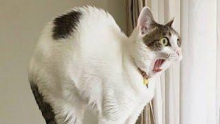  Funniest Cats and Dogs Videos  ||  Hilarious Animal Compilation №367