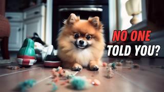 Things NO ONE tells you about owning a Pomeranian