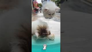 Eating chicken thighs, meeting a spy cat and the ending  #funnypets #funny #cutespets #cute #cat