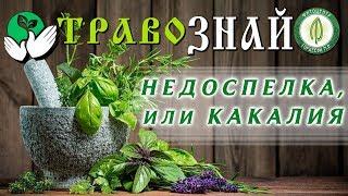 Недоспелка копьевидная - первая помощь при рассеянном склерозе.