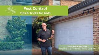 Ants Control – Top Tips & Tricks