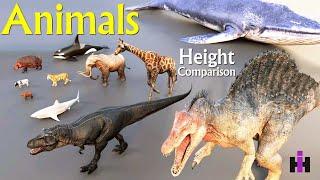 Animals Average Height Comparison