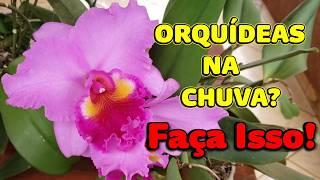 FAÇA ISSO Para CULTIVAR ORQUÍDEAS na CHUVA!  + Tour pelas ORQUÍDEAS FLORIDAS | Juliane Becker