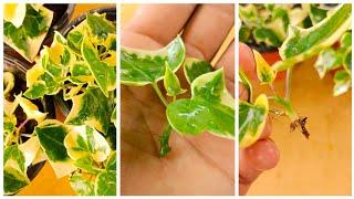 Ivy |  How To Propagate English Ivy From Cuttings | English Ivy Care