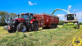 400 Hektar Gras Häckseln | 5 Abfahrer | Volvo Radlader | Optum 270 | 15 Meter Schwader | Cab Views