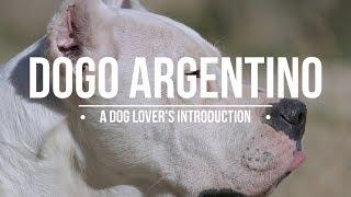 DOGO ARGENTINO A DOG LOVER'S INTRODUCTION