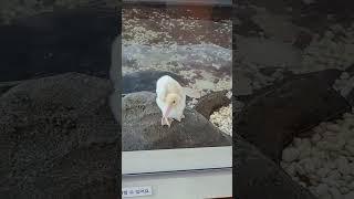 카페에 오리가?! #울산카페 #카페 #오리 #곽암아트갤러리
