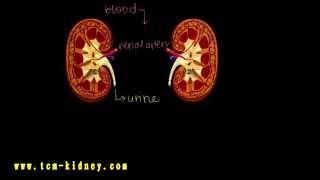 Make you more clear kidney structure - www.tcm-kidney.com