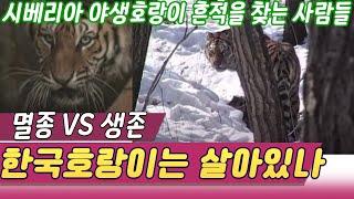 추적 한국호랑이는 살아있나  시베리아 탐험에 나선 사람들  (일요스페셜) [세상실험] KBS 1997.08.18 방송