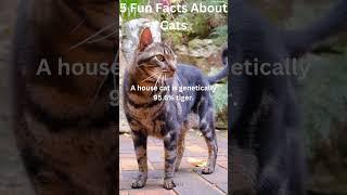 5 Fun Facts About Cats #facts #education #cat #music #Facts4U