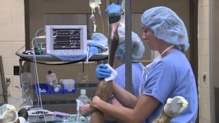 Kentucky Farm Bureau presents Bluegrass & Backroads: Rood & Riddle Equine Hospital