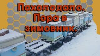 Постановка пчел в зимовник. - Начало зимовки пчел в зимовнике 2023.