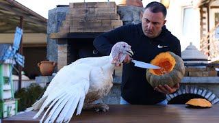 MEAT in a PUMPKIN. TURKEY BAKED in a PUMPKIN.