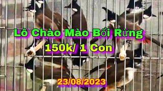 23/08/2023 Lô Chào Mào Bổi Già Rừng 150k/1 Con