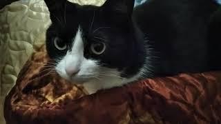 Котик в тумане