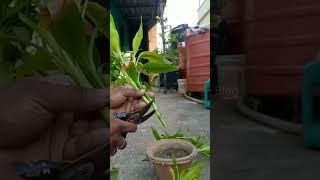 How to grow lucky bamboo from cuttings /#shorts #gardening #grafting