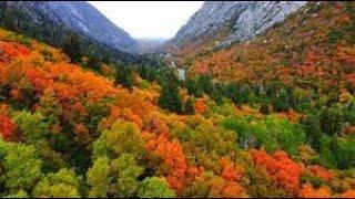 Fall Colors in Blacksmith Fork, Ant Flats & Monte Cristo, Utah!  Look Out For Sheep & Ranches!