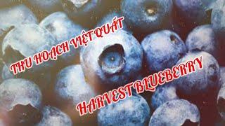 #31  THU HOẠCH TRÁI VIỆT QUẤT |HARVEST BLUEBERRY| WASHINGTON NIỀM VUI CUỘC SỐNG ️