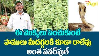 Snake Repellent Plants | ఈ మొక్కలు పెంచుకుంటే పాములు మీదగ్గరికి కూడా రాలేవు.. పవర్‌ఫుల్..! Tone Agri