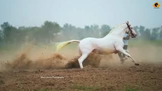 Nukra Horse I Stallion White Gold I Mann Horse Photography