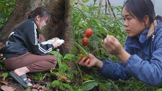 Ly Tieu Huong rescues two lost baby birds - Ly Tieu Tien harvests tomatoes to sell at the market