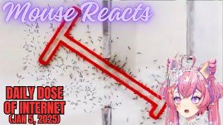 Mouse Reacts to Daily Dose of Internet (Ant are Getting Smarter) (Jan 5, 2025)